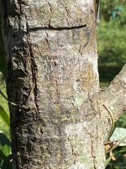 Insecta