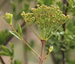 Polemannia grossulariifolia