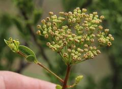 Polemannia grossulariifolia