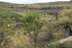 Polemannia grossulariifolia