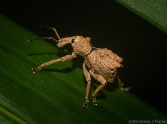 Leptopius tetraphysodes