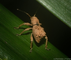 Leptopius tetraphysodes