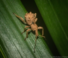 Leptopius tetraphysodes