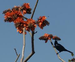 Erythrina caffra