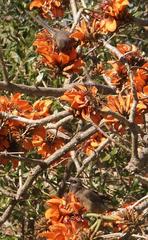 Erythrina caffra