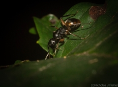 Polyrhachis flavibasis