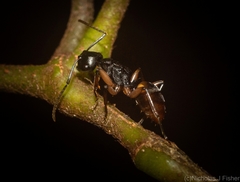 Polyrhachis flavibasis