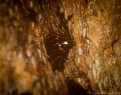 Episcaphula tamburinea