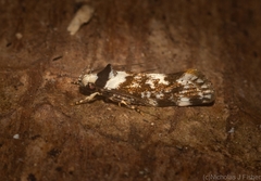Machetis intricata