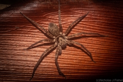 Heteropoda distincta