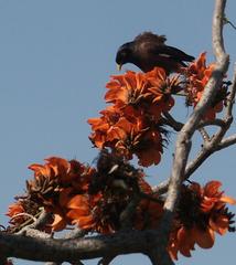 Acridotheres tristis