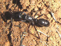Plectroctena mandibularis