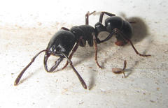 Plectroctena mandibularis