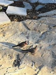 Streptopelia senegalensis