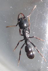 Plectroctena mandibularis