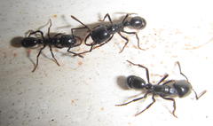 Plectroctena mandibularis