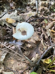 Amanita aestivalis