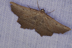 Symphylistis leptocyma