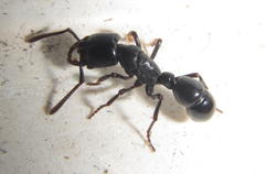 Plectroctena mandibularis