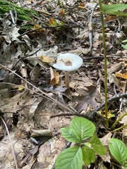 Amanita aestivalis