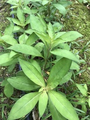 Lysimachia clethroides