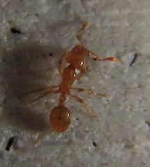 Solenopsis punctaticeps