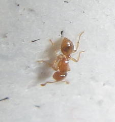 Solenopsis punctaticeps