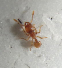 Solenopsis punctaticeps