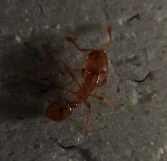 Solenopsis punctaticeps