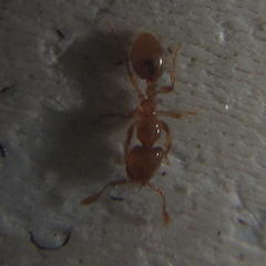 Solenopsis punctaticeps