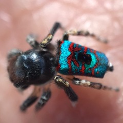 Maratus mungaich