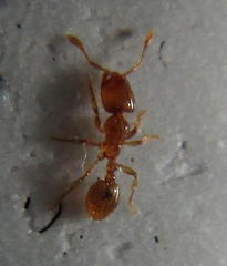 Solenopsis punctaticeps
