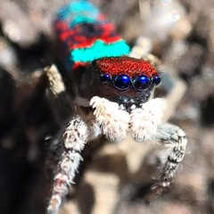 Maratus mungaich