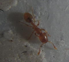 Solenopsis punctaticeps