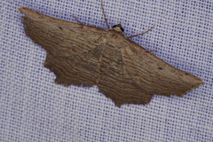Symphylistis leptocyma