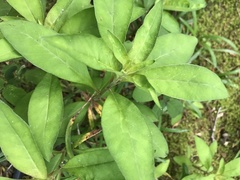 Lysimachia clethroides