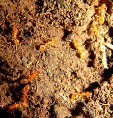 Solenopsis punctaticeps