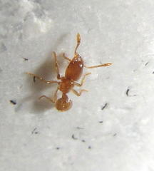 Solenopsis punctaticeps