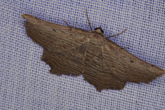 Symphylistis leptocyma