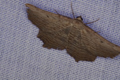 Symphylistis leptocyma