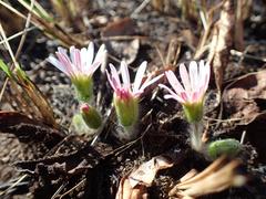 Gerbera natalensis