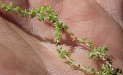 Crassula lanceolata lanceolata