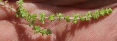 Crassula lanceolata lanceolata