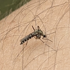 Aedes atropalpus
