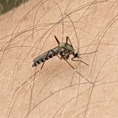 Aedes atropalpus
