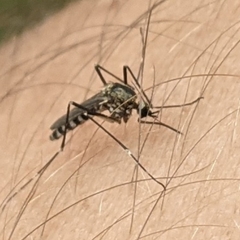 Aedes atropalpus