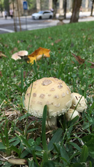 Amanita franchetii