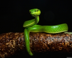 Craspedocephalus macrolepis