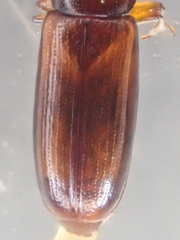 Rhizophagus grouvellei