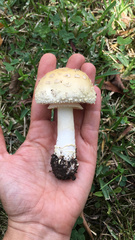 Amanita franchetii